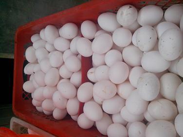 pp电子·(中国)官方网站