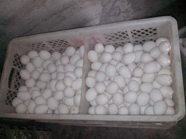 pp电子·(中国)官方网站