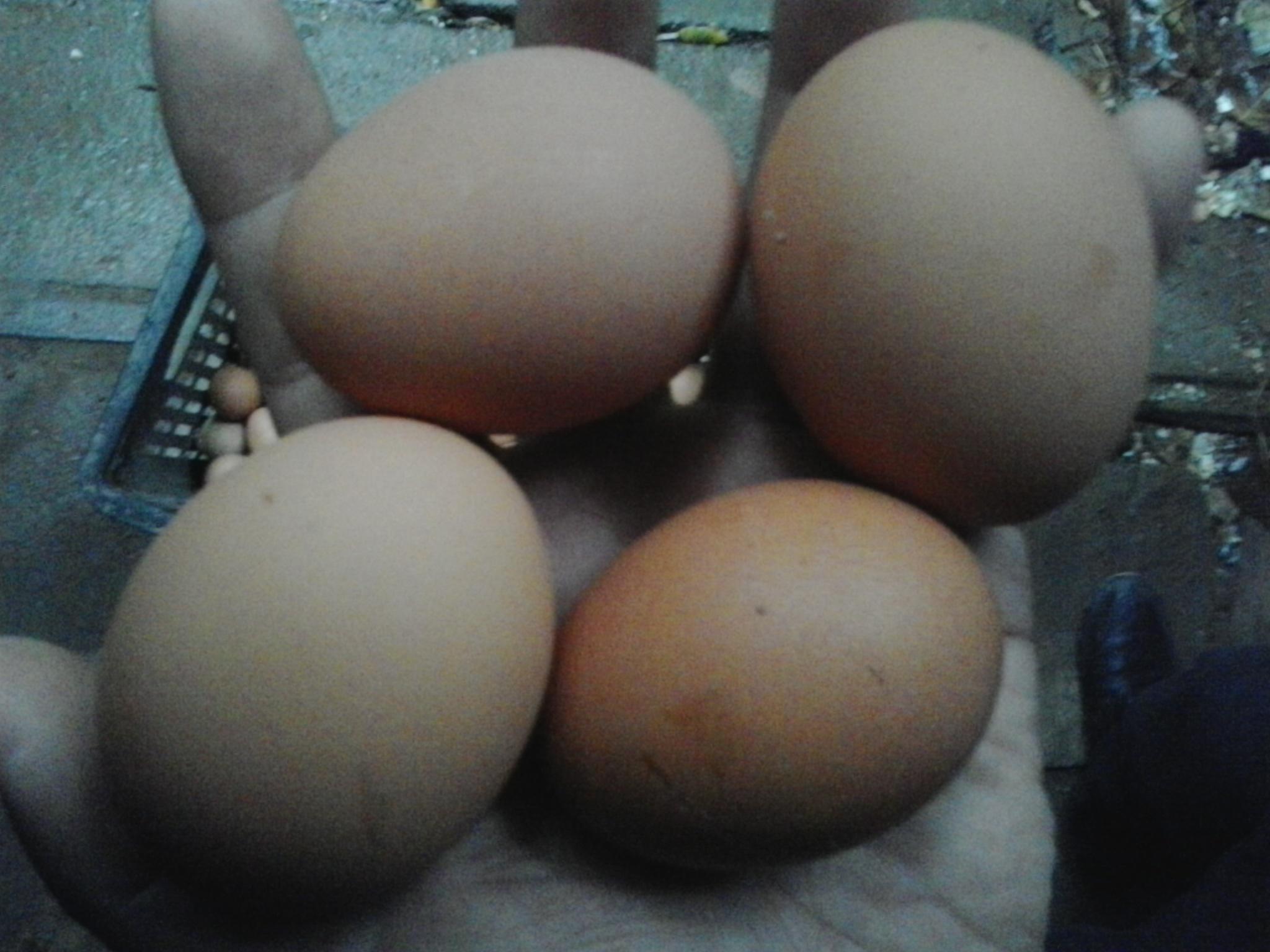 pp电子·(中国)官方网站