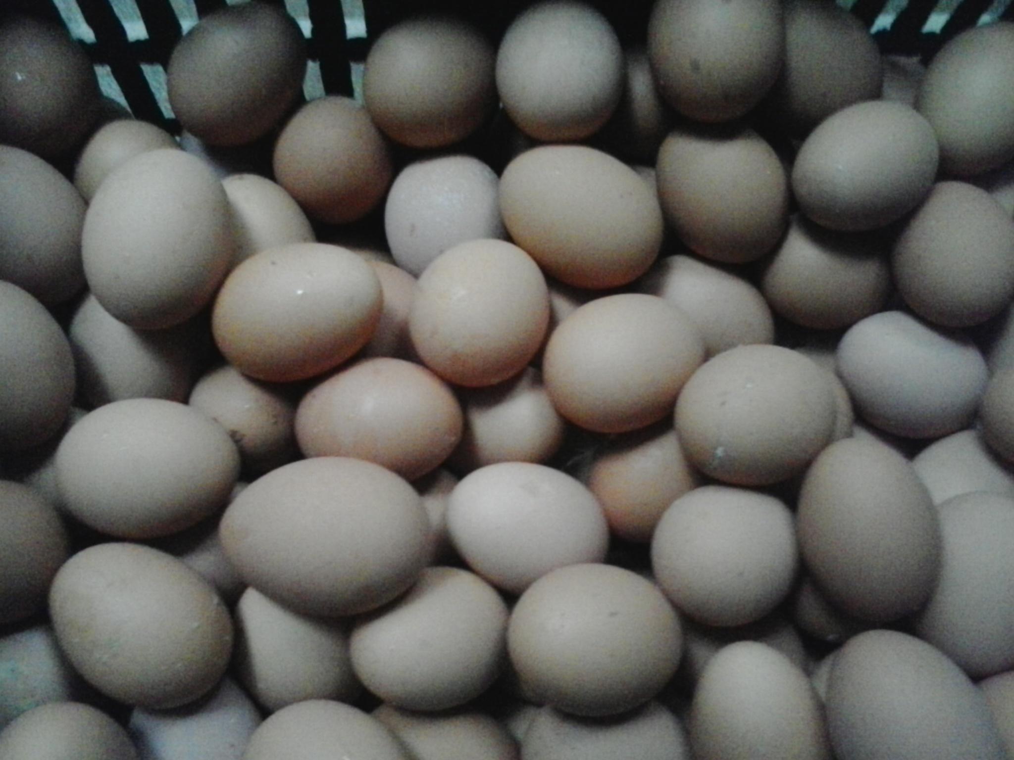 pp电子·(中国)官方网站